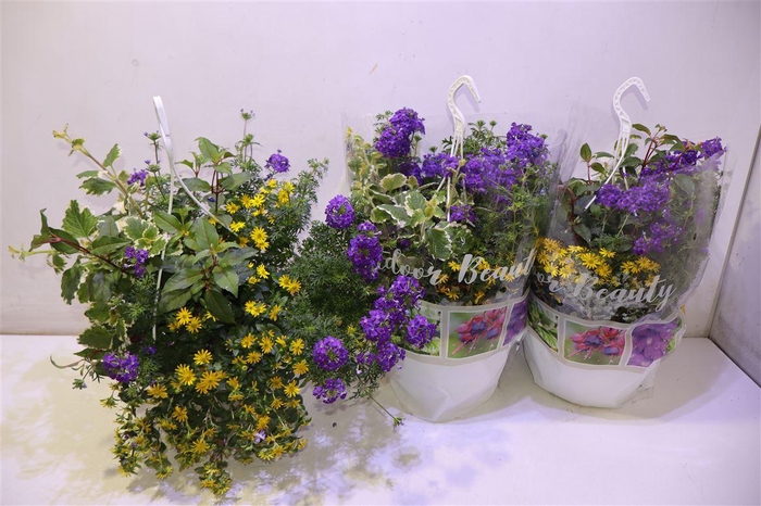 <h4>arr8 Perkpl Toef 4 Kl</h4>