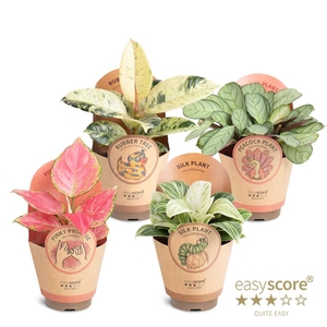 Green Premium Collection