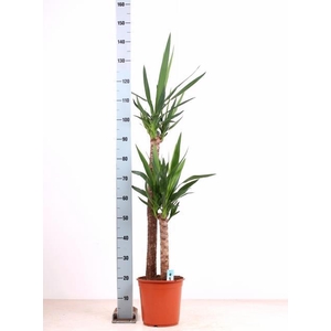 YUCCA