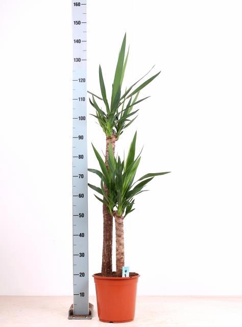 <h4>YUCCA</h4>