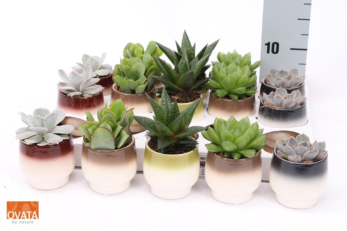 <h4>SUCC GEM 5 SRT</h4>