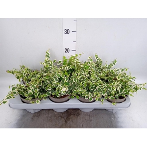 Ficus pumila 'Belle Sunny'