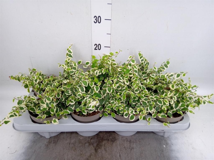 <h4>Ficus pumila 'Belle Sunny'</h4>