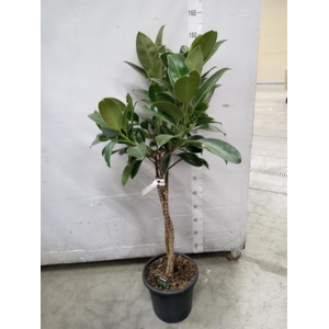 Ficus elastica 'Melany'