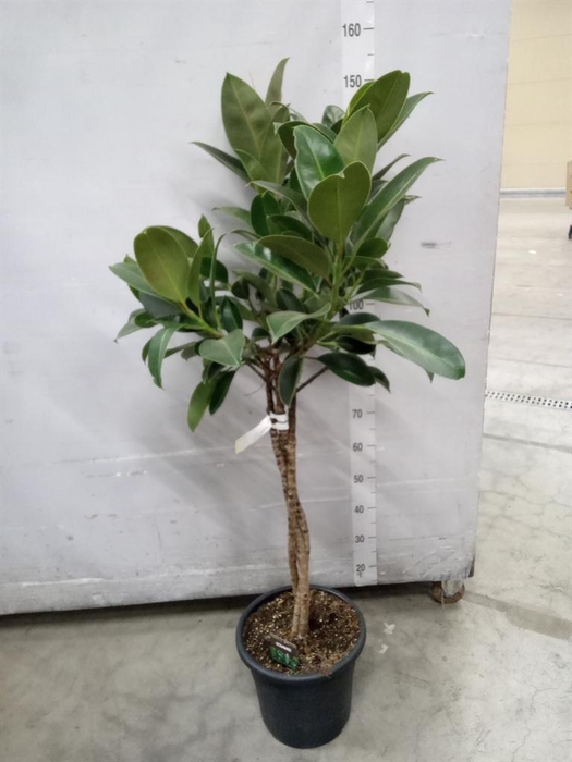<h4>Ficus elastica 'Melany'</h4>