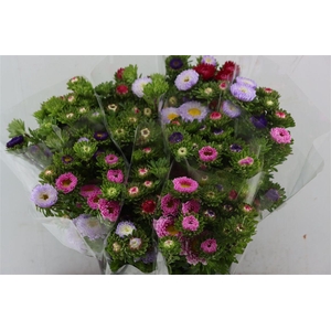 Callis Per Bos 50 Cm