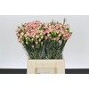 Dianthus Sp Minuetto