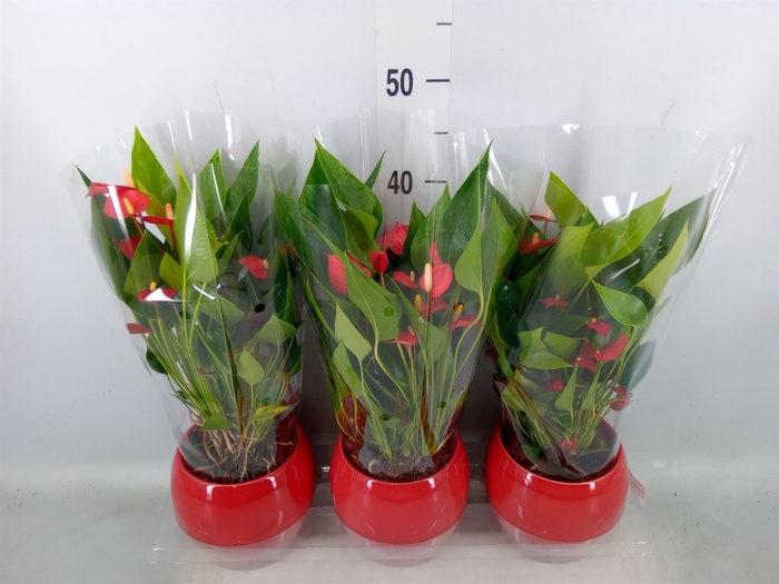 <h4>Anthurium andr. 'Mill Flowers Red'</h4>