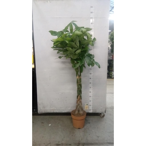 Pachira aquatica
