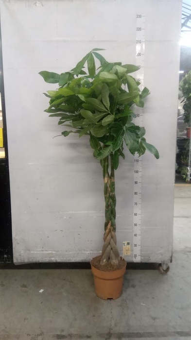 <h4>Pachira aquatica</h4>