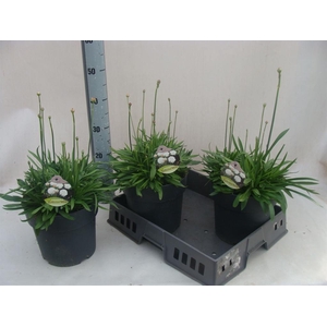 Armeria pseud. 'Ball White'