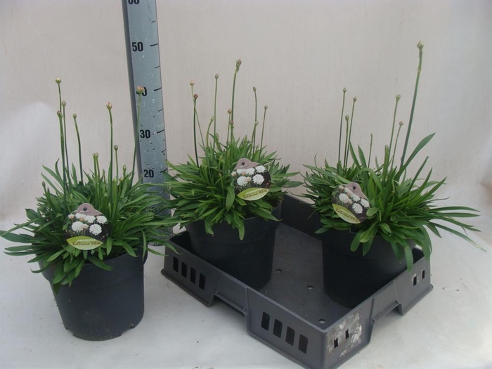 <h4>Armeria pseud. 'Ball White'</h4>