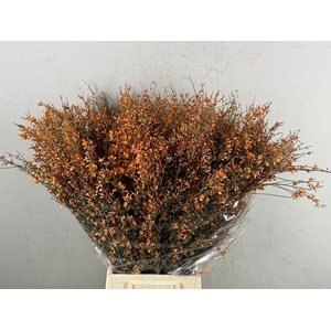 GINSTER ORANGE BS 400G