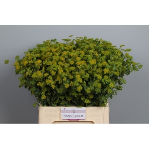 BUPLEURUM ROTUNDIFOL