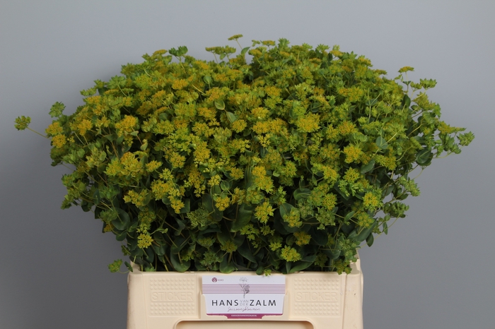 <h4>BUPLEURUM ROTUNDIFOL</h4>