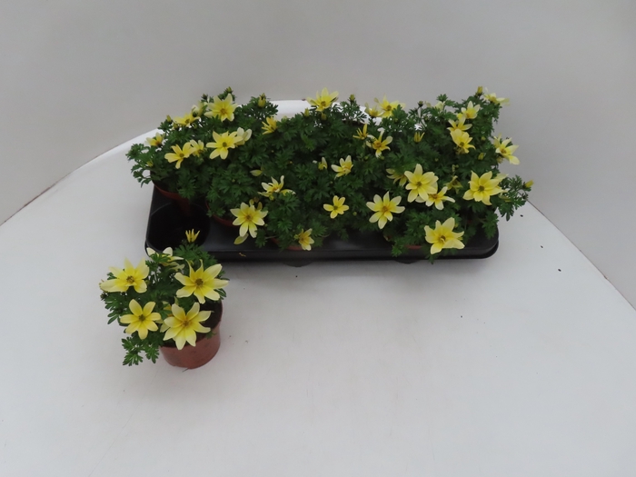 <h4>BID YELLOW CHARM</h4>