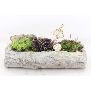 arr4 Semp VL - Ker. berk stam rechth. L 338/2