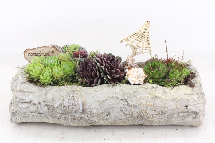 <h4>arr4 Semp VL - Ker. berk stam rechth. L 338/2</h4>