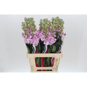 Matthiola Iron Cherry Blossom