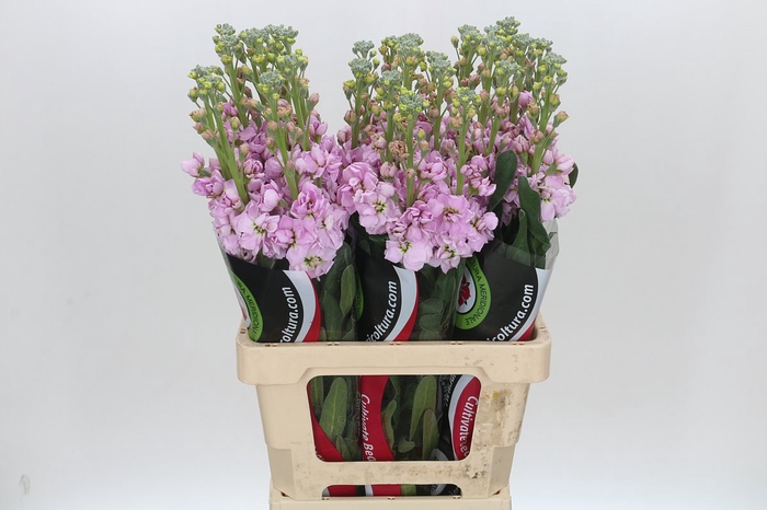 <h4>Matthiola Iron Cherry Blossom</h4>