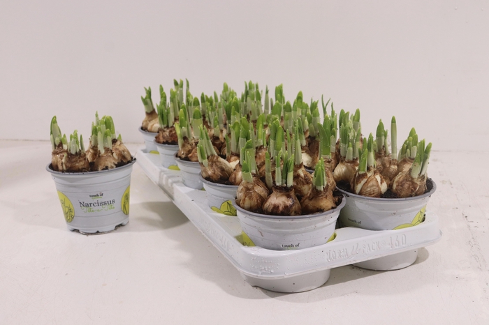 <h4>NARC O TETE A TETE</h4>