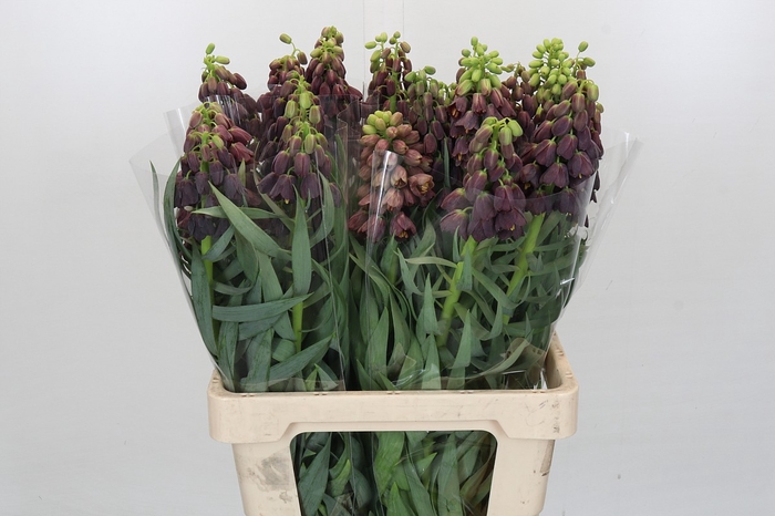 <h4>Fritillaria Persica</h4>