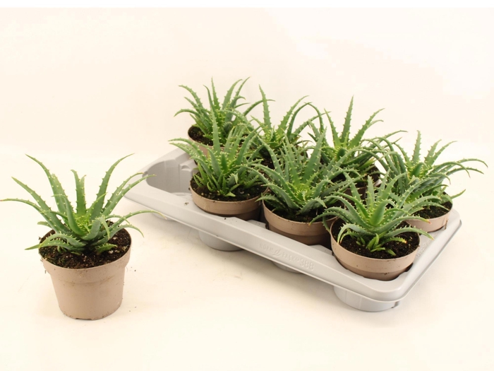 <h4>ALOE ARBORESCENS</h4>