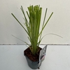 Cortaderia selloana Rosea