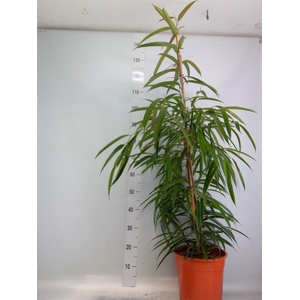 Ficus binn. 'Alii'