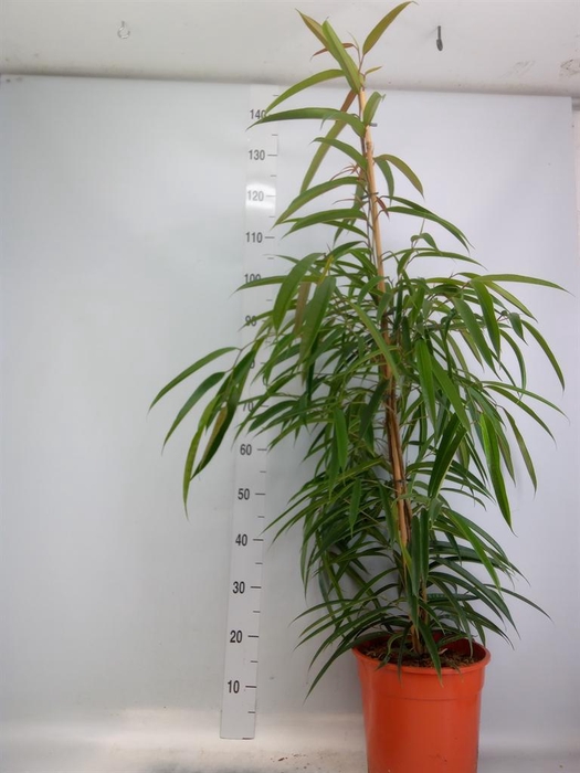 <h4>Ficus binn. 'Alii'</h4>