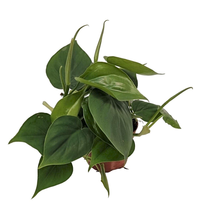 <h4>Philodendron scand.</h4>