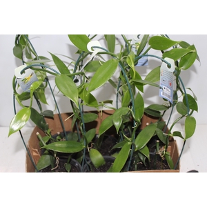 ORQUIDEA BAUNILHA ARCO P15 SEM FLOR