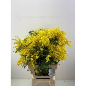 ACACIA BAILEYA BL BS
