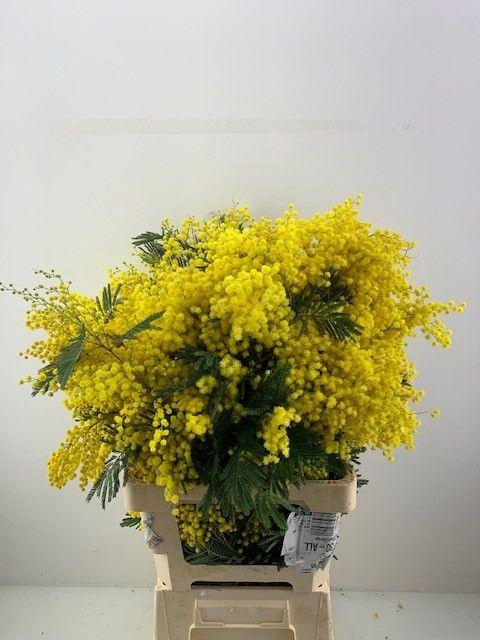 <h4>ACACIA BAILEYA BL BS</h4>