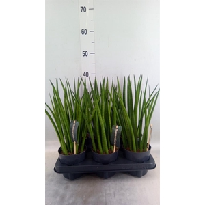 Sansevieria cyl.  ...