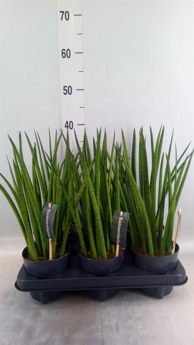 <h4>Sansevieria cyl. ...</h4>