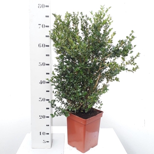 Buxus microphylla 'Faulkner' 50-60cm struik