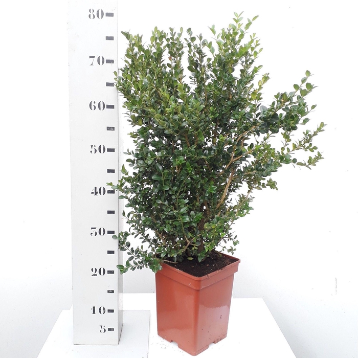 <h4>Buxus microphylla 'Faulkner' 50-60cm struik</h4>