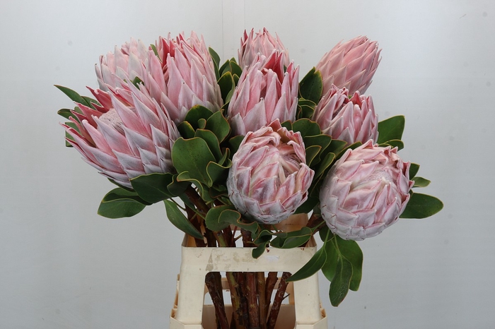 <h4>Protea Cynaroides</h4>