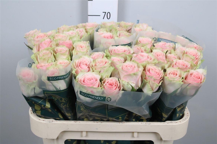 <h4>R Gr Frutteto</h4>