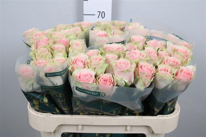 <h4>R Gr Frutteto</h4>