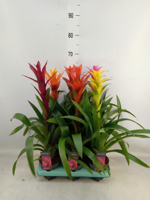 <h4>Guzmania   ...mix</h4>