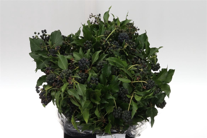 <h4>Dec Hedera 400gr X5 Italy</h4>