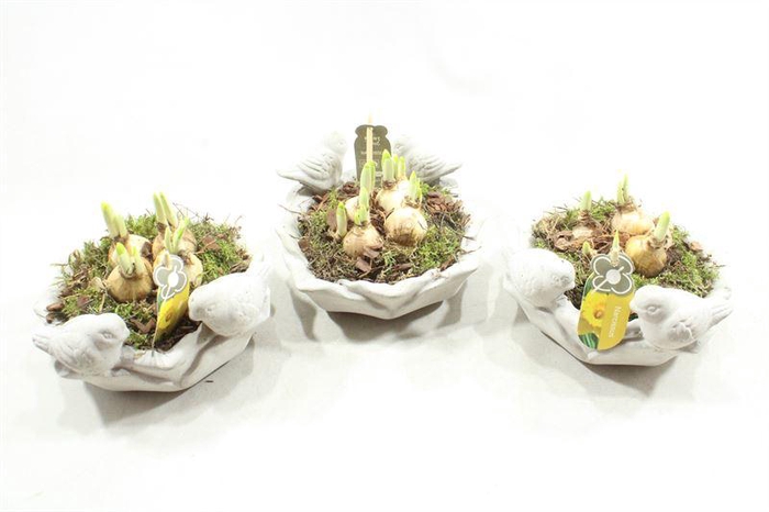 <h4>2433 DRINKSCHAAL TETE</h4>