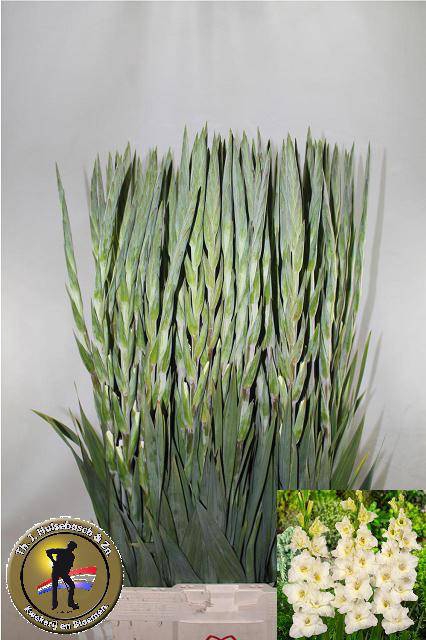 <h4>GLAD GR IVORY PRISCI</h4>