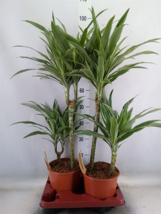 <h4>Dracaena fr de 'Warneckei'</h4>