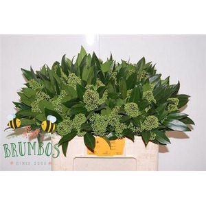 Skim C Kew Green Bs 55cm