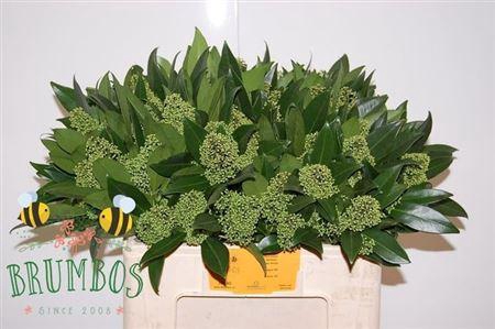 <h4>Skim C Kew Green Bs 55cm</h4>