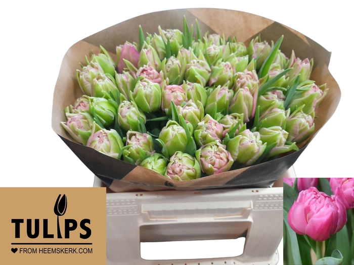 <h4>TU DU TOUCHSTONE</h4>