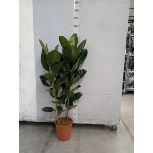 Ficus elastica 'Robusta'